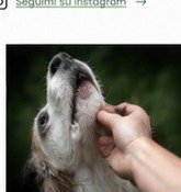 Relazione persona cane